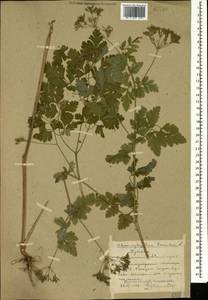 Бутень опьяняющий L., Кавказ, Ставропольский край, Карачаево-Черкесия, Кабардино-Балкария (K1b) (Россия)