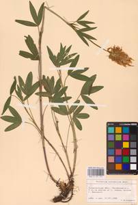 Клевер венгерский Jacq., Восточная Европа, Западно-Украинский район (E13) (Украина)