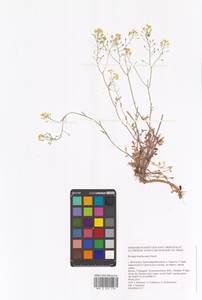 Жерушник короткоплодный (C.A.Mey.) Hayek, Восточная Европа, Нижневолжский район (E9) (Россия)