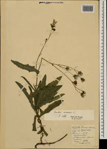 Осот полевой L., Восточная Европа, Южно-Украинский район (E12) (Украина)