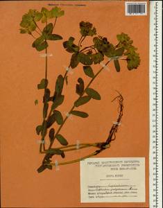 Euphorbia epithymoides L., Зарубежная Азия (ASIA) (КНДР)