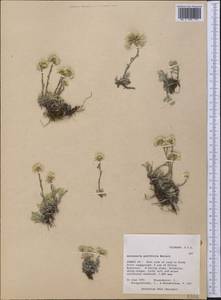 Antennaria parvifolia Nutt., Америка (AMER) (США)
