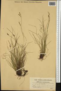 Carex brachystachys Schrank, Западная Европа (EUR) (Австрия)