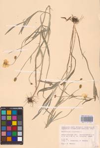 Лютик иллирийский L., Восточная Европа, Нижневолжский район (E9) (Россия)