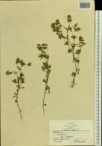 Клевер пашенный L., Восточная Европа, Московская область и Москва (E4a) (Россия)