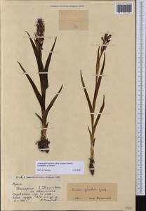 Anacamptis palustris subsp. elegans (Heuff.) R.M.Bateman, Pridgeon & M.W.Chase, Крым (KRYM) (Россия)