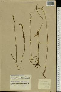 Spiranthes australis (R.Br.) Lindl., Сибирь, Дальний Восток (S6) (Россия)