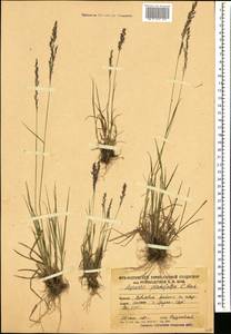 Полевица виноградниковая Schreb., Кавказ, Южная Осетия (K4b) (Южная Осетия)