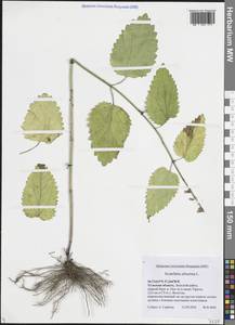 Шлемник высочайший, Шлемник высокий L., Восточная Европа, Центральный район (E4) (Россия)