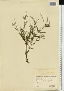 Кипрей болотный L., Восточная Европа, Восточный район (E10) (Россия)