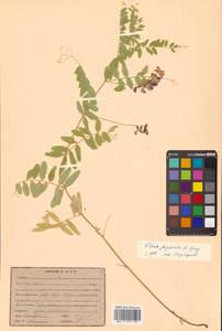 Горошек Ворошилова N.S.Pavlova, Сибирь, Дальний Восток (S6) (Россия)