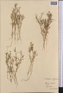 Dianthus nudiflorus Griff., Средняя Азия и Казахстан, Копетдаг, Бадхыз, Малый и Большой Балхан (M1) (Туркмения)