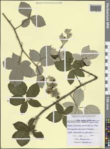 Ежевика священная Schreb., Кавказ, Черноморское побережье (от Новороссийска до Адлера) (K3) (Россия)