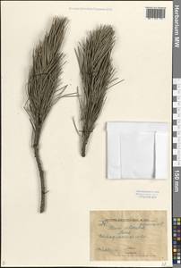 Сосна обыкновенная L., Восточная Европа, Западно-Украинский район (E13) (Украина)