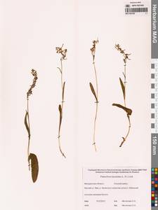 Любка комарниковая (L.f.) Lindl., Сибирь, Чукотка и Камчатка (S7) (Россия)