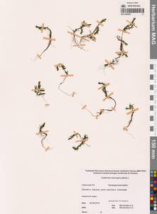 Болотник обоеполый L., Сибирь, Чукотка и Камчатка (S7) (Россия)