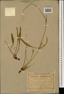 Ломелозия кавказская (M. Bieb.) Greuter & Burdet, Кавказ, Армения (K5) (Армения)