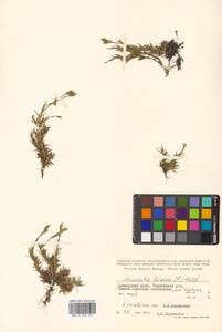 Pseudocherleria laricina (L.) Dillenb. & Kadereit, Сибирь, Дальний Восток (S6) (Россия)