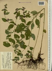 Mentha × verticillata L., Восточная Европа, Латвия (E2b) (Латвия)