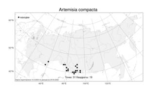 Artemisia compacta, Полынь плотная Fisch. ex Besser, Атлас флоры России (FLORUS) (Россия)