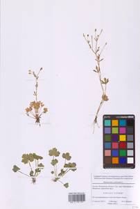 Лютик ядовитый L., Восточная Европа, Московская область и Москва (E4a) (Россия)