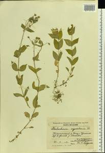 Stellaria aquatica (L.) Scop., Восточная Европа, Молдавия (E13a) (Молдавия)