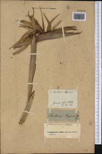Strelitzia reginae Banks, Америка (AMER) (Россия)