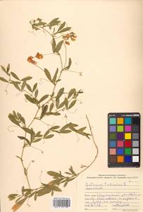 Чина клубненосная L., Сибирь, Дальний Восток (S6) (Россия)