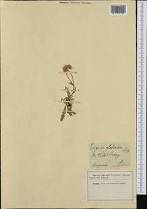 Erigeron glabratus (Phil.), Западная Европа (EUR)