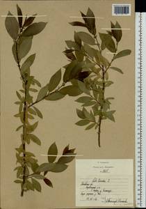 Ива трехтычинковая L., Восточная Европа, Московская область и Москва (E4a) (Россия)