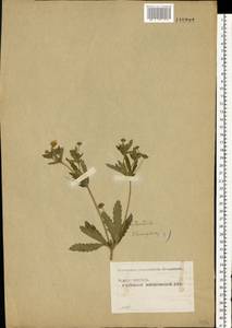 Potentilla thuringiaca subsp. goldbachii (Rupr.) Th. Wolf, Восточная Европа, Московская область и Москва (E4a) (Россия)