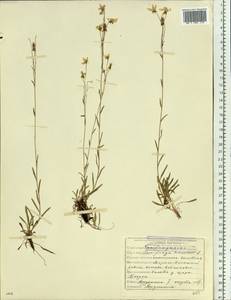 Камнеломка болотная L., Сибирь, Якутия (S5) (Россия)