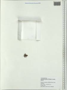 Centrolepis glabra (F.Muell. ex Sond.) Hieron., Австралия и Океания (AUSTR) (Австралия)