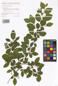 Кизильник остролистный Turcz., Восточная Европа, Западный район (E3) (Россия)