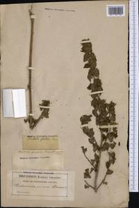 Белокудренник черный L., Западная Европа (EUR) (Франция)