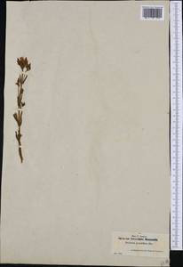 Centaurium erythraea subsp. grandiflorum (Greuter) Melderis, Западная Европа (EUR) (Испания)