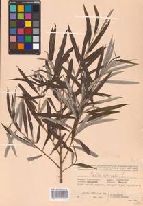 Ива прутовидная, Ива корзиночная L., Восточная Европа, Западный район (E3) (Россия)