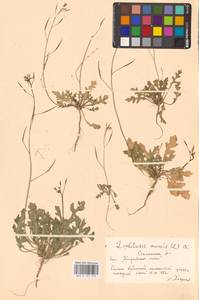 Двурядка стенная (L.) DC., Восточная Европа, Южно-Украинский район (E12) (Украина)