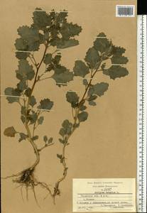 Лебеда татарская L., Восточная Европа, Центральный район (E4) (Россия)