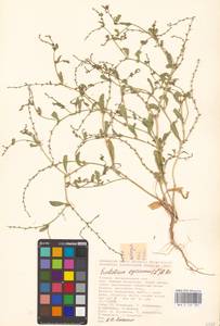 Крепкоплодник сирийский (L.) W.T.Aiton, Восточная Европа, Нижневолжский район (E9) (Россия)