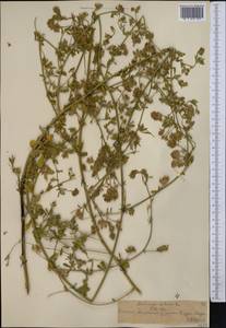 Люцерна посевная L., Средняя Азия и Казахстан, Северный и Центральный Тянь-Шань (M4) (Казахстан)