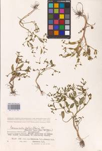 Лютик длиннолистный L., Восточная Европа, Нижневолжский район (E9) (Россия)