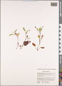 Черноголовка обыкновенная L., Восточная Европа, Северный район (E1) (Россия)