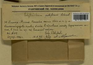 Polytrichum piliferum Hedw., Гербарий мохообразных, Мхи - Дальний Восток (без Чукотки и Камчатки) (B20) (Россия)