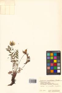 Остролодочник Майделя Trautv., Сибирь, Дальний Восток (S6) (Россия)