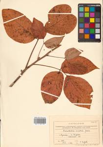 Toxicodendron orientale subsp. orientale, Сибирь, Дальний Восток (S6) (Россия)