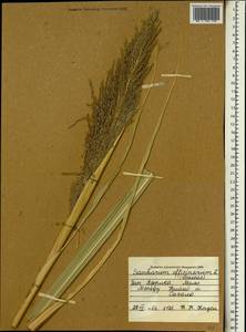 Сахарный тростник благородный L., Африка (AFR) (Мали)