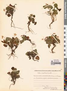 Фиалка скальная F.W.Schmidt, Сибирь, Чукотка и Камчатка (S7) (Россия)