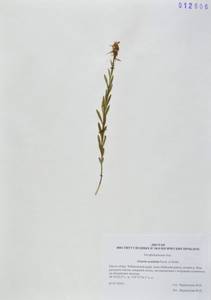 Льнянка остролопастная Fisch. ex Rchb., Сибирь, Дальний Восток (S6) (Россия)