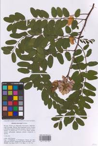 Робиния клейкая Michx. ex Vent., Восточная Европа, Московская область и Москва (E4a) (Россия)